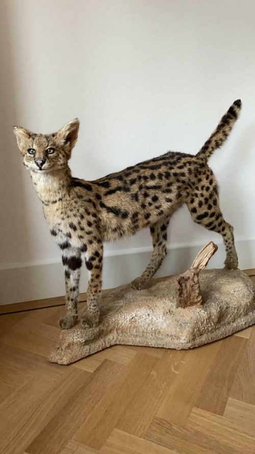 Taxidermie , pracht opgezette Serval , wilde Afrikaanse kat.